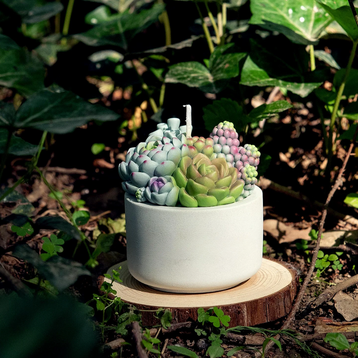Succulent Candle In Pot