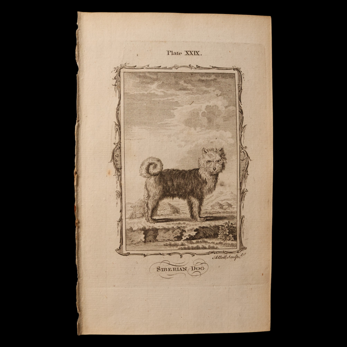 Antique Dog Print, From "Natural History, General and Particular" - 1785 - London