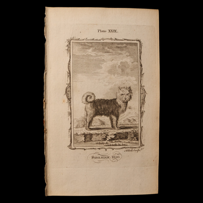 Antique Dog Print, From "Natural History, General and Particular" - 1785 - London
