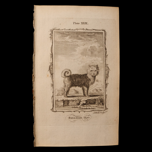 Antique Dog Print, From "Natural History, General and Particular" - 1785 - London