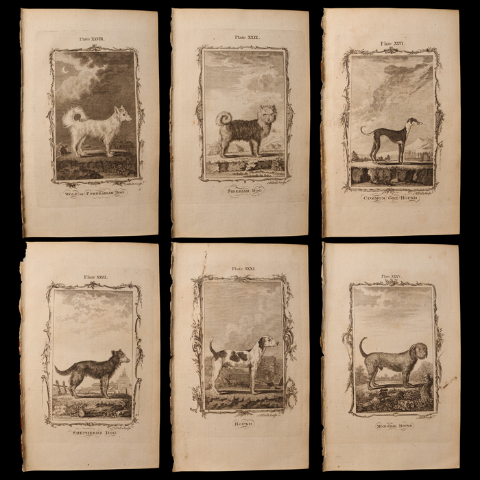 Antique Dog Print, From "Natural History, General and Particular" - 1785 - London