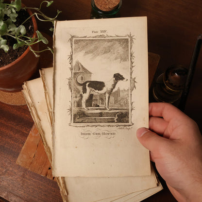 Antique Dog Print, From "Natural History, General and Particular" - 1785 - London