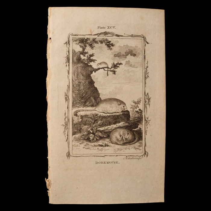 Antique Rodent Print, From "Natural History, General and Particular" - 1785 - London
