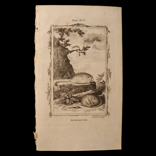 Antique Rodent Print, From "Natural History, General and Particular" - 1785 - London