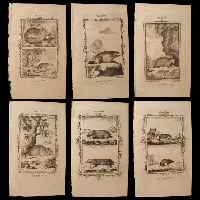 Antique Rodent Print, From "Natural History, General and Particular" - 1785 - London