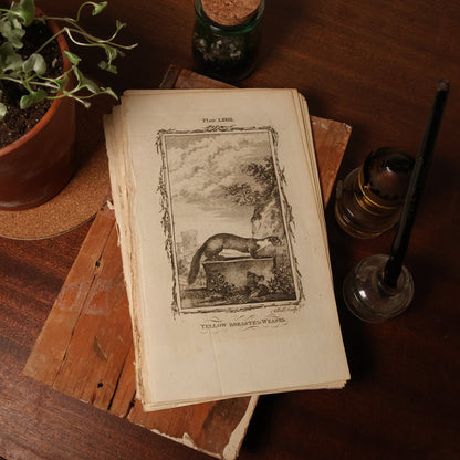 Antique Rodent Print, From "Natural History, General and Particular" - 1785 - London