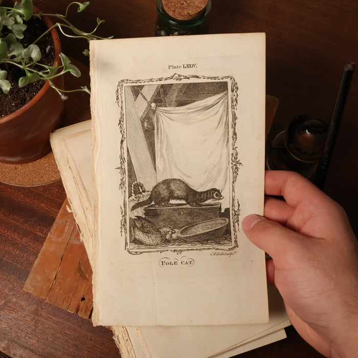 Antique Rodent Print, From "Natural History, General and Particular" - 1785 - London