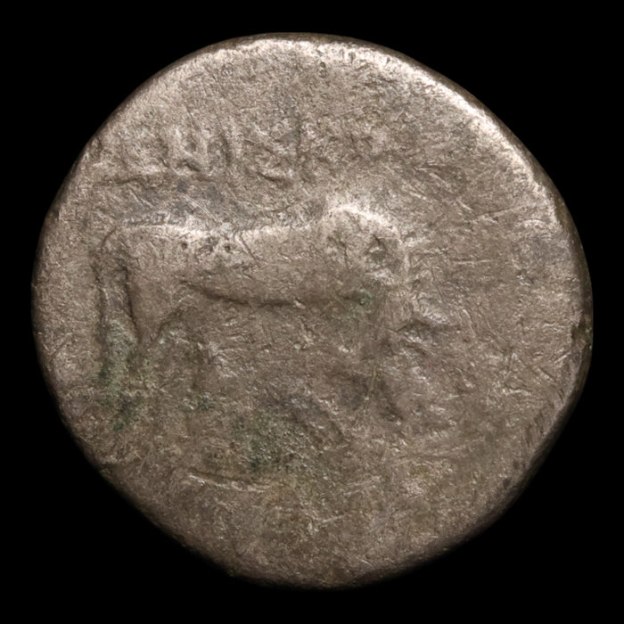 Illyria, City of Dyrrachium, AR Drachm, Cow & Calf - 229 to 100 BCE - Greek World