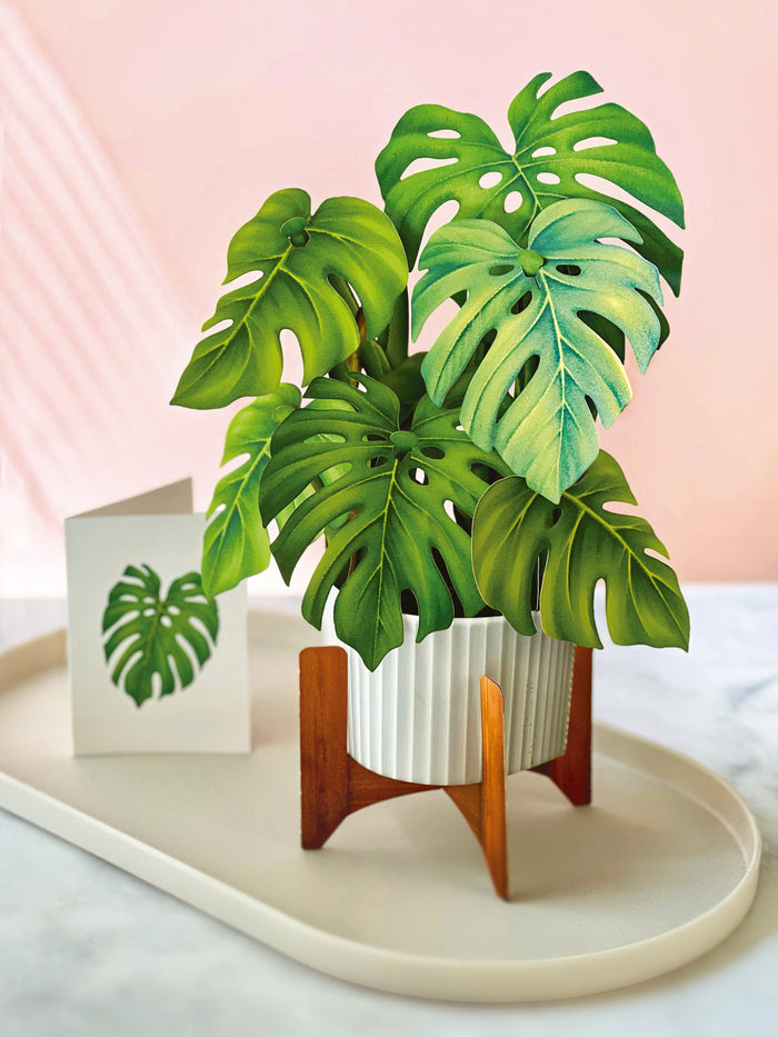 Monstera Pop-Up Houseplant