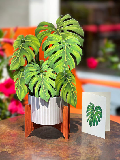 Monstera Pop-Up Houseplant
