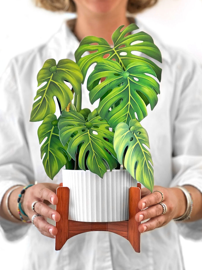 Monstera Pop-Up Houseplant