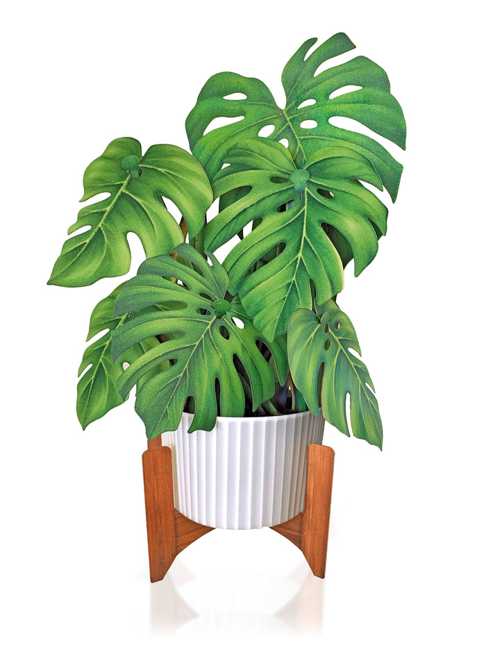 Monstera Pop-Up Houseplant