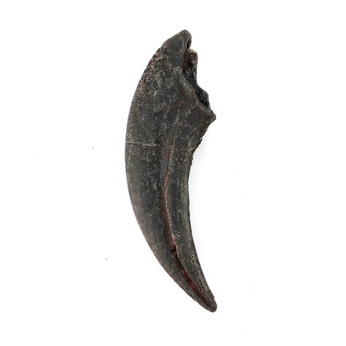 North African Cast Raptor Claw