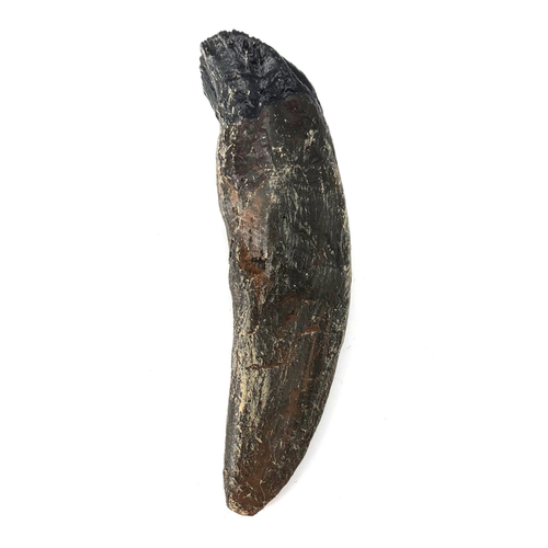 Protoceratops Cast Tooth