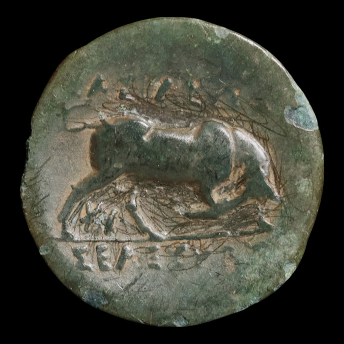 Seleucid Empire, King Seleucus I, AE Unit, Medusa & Bull - 296 to 281 BCE - Greek World
