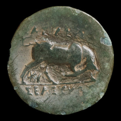 Seleucid Empire, King Seleucus I, AE Unit, Medusa & Bull - 296 to 281 BCE - Greek World